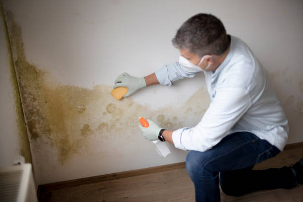 Best Emergency Mold Remediation  in Sellersburg, IN